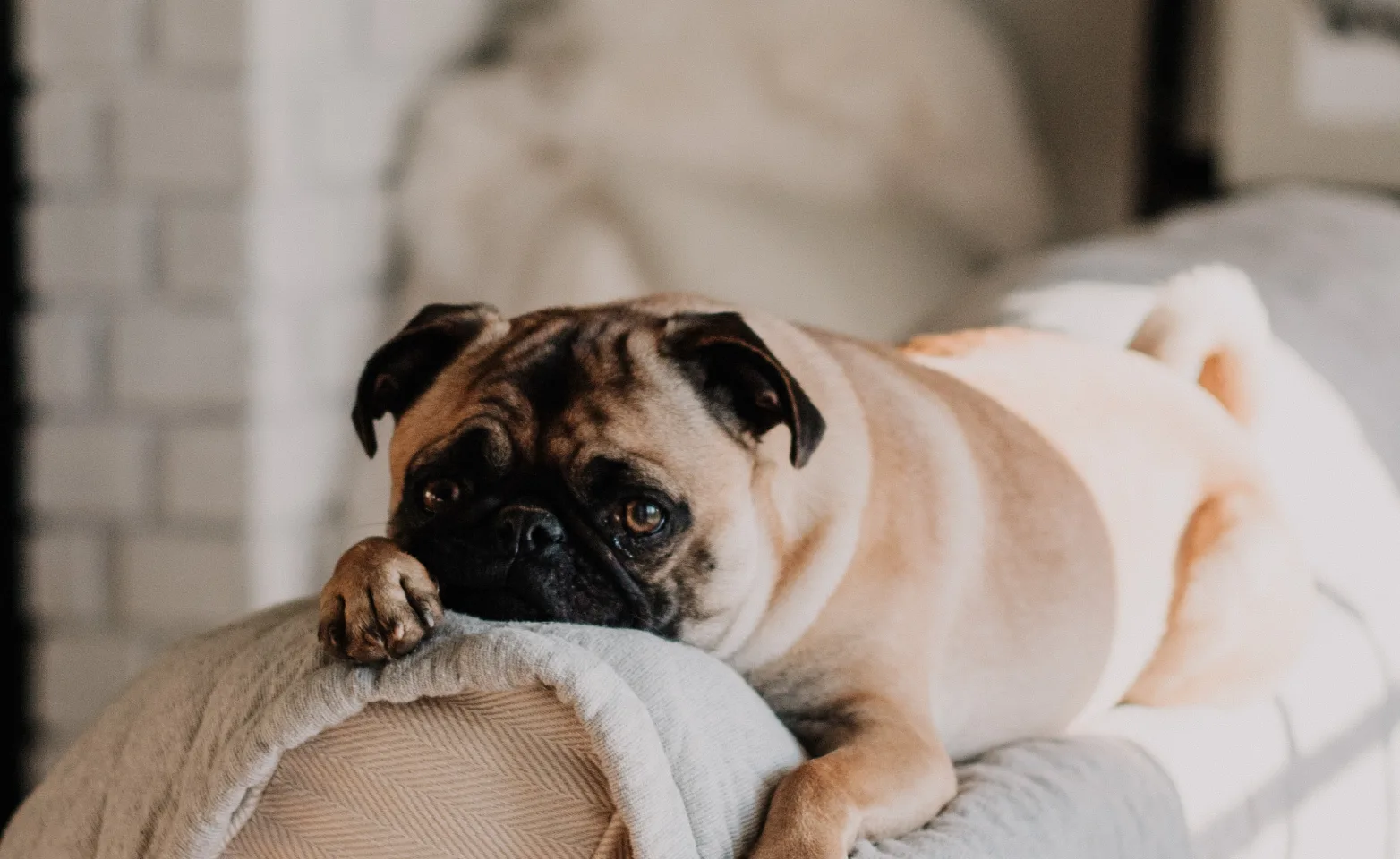 Pug relaxing on top of a couch 